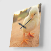 Baby Chicks Quadratische Wanduhr (Winkel)