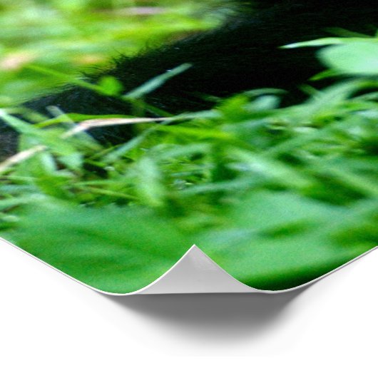 Baby Chimp in Gras Poster (Ecke)