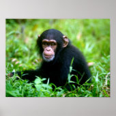 Baby Chimp in Gras Poster (Vorne)