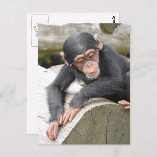 Baby Chimp Postcard Postkarte (Vorne/Hinten)