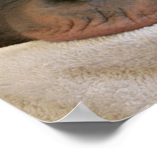 Baby Chimp Poster Print (Ecke)