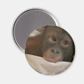 Baby Chimp Round Magnet (Vorderseite/Rückseite)