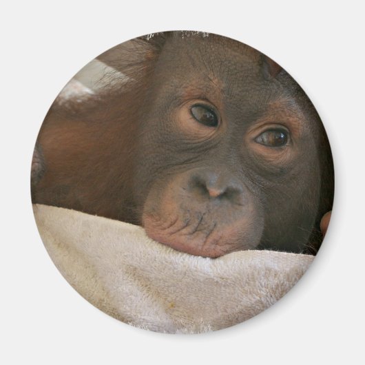 Baby Chimp Round Magnet (Vorne)