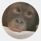 Baby Chimp Sticker (Vorderseite)