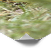 Baby Chimpanzee | Pan Troglodytes Poster (Ecke)