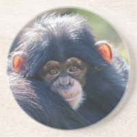 Baby Chimpanzee Reise