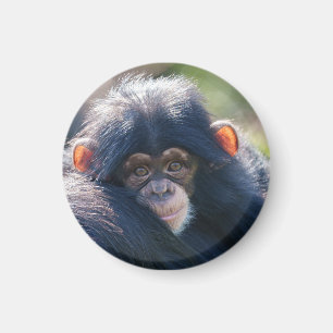 Baby Chimpanzee Reise Magnet
