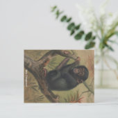 Baby Chimpanzee Vintag Zoological Sketch Postcard Postkarte (Stehend Vorderseite)