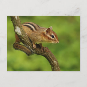 Baby Chipmunk in einem Baum Postkarte