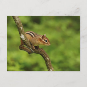 Baby Chipmunk in einem Baum Postkarte