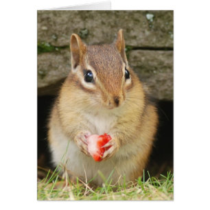 Baby Chipmunk mit Erdbeere