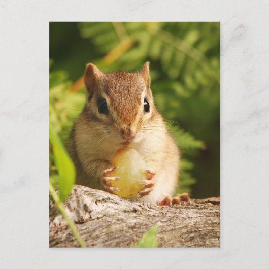 Baby Chipmunk mit Snack Postkarte (Vorderseite)