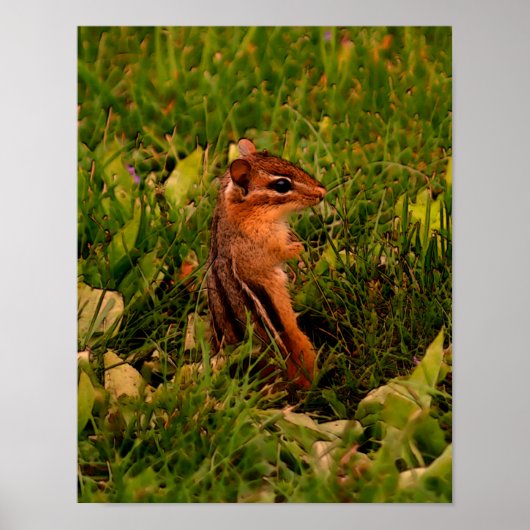 Baby Chipmunk Wildlife Animal Art Poster (Vorne)