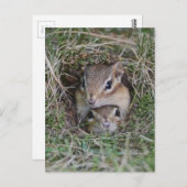 Baby Chipmunk zusammen Postkarte (Vorne/Hinten)