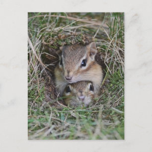 Baby Chipmunk zusammen Postkarte