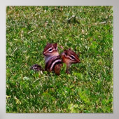 Baby Chipmunks First Day #3 Animal Poster (Vorne)