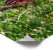 Baby Chipmunks First Day #4 Animal Poster (Ecke)