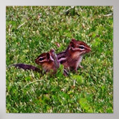 Baby Chipmunks First Day #4 Animal Poster (Vorne)