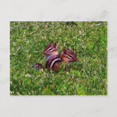 Baby Chipmunks First Day Animal Postcard Postkarte (Vorderseite)