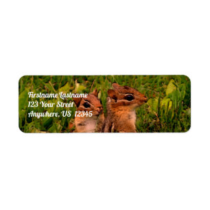 Baby Chipmunks Wildlife Animal Art Address
