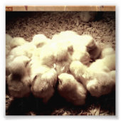 Baby Chips Fotodruck (Vorne)