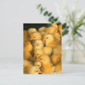 Baby Chips Postkarte (Stehend Vorderseite)