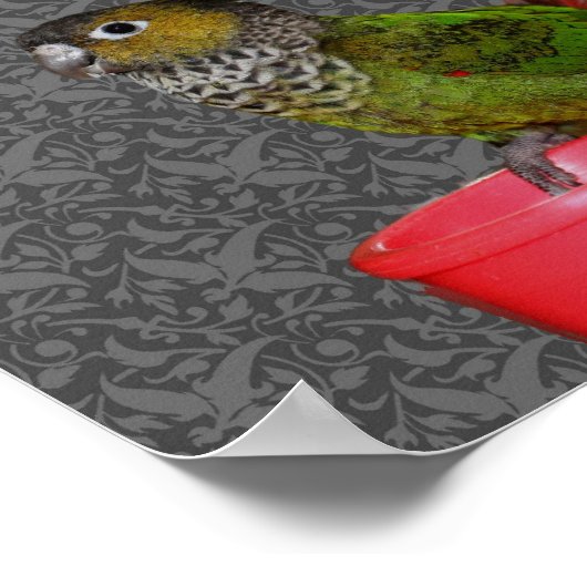 Baby Conure Parrots Animal Poster (Ecke)