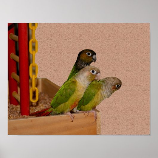 Baby Conure Parrots Bird Poster (Vorne)
