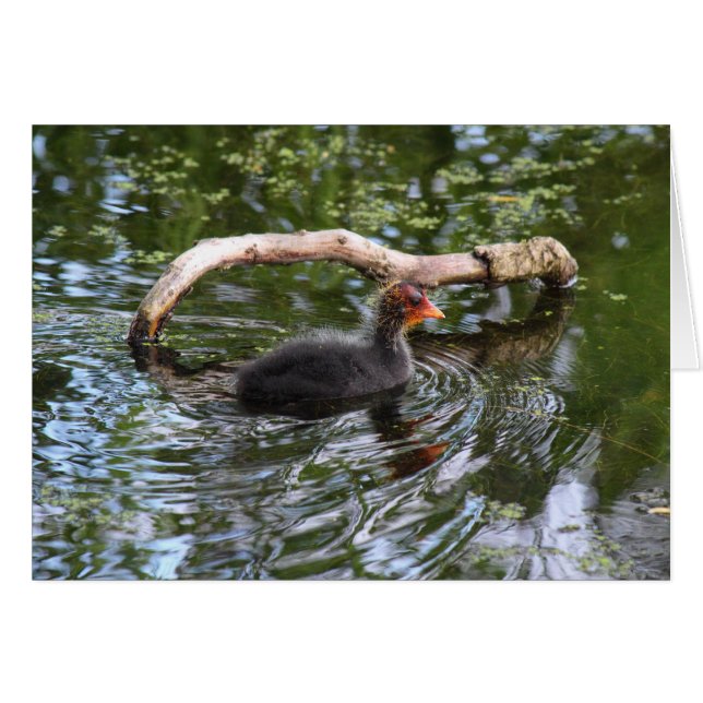 Baby Coot (Vorderseite (Horizontal))