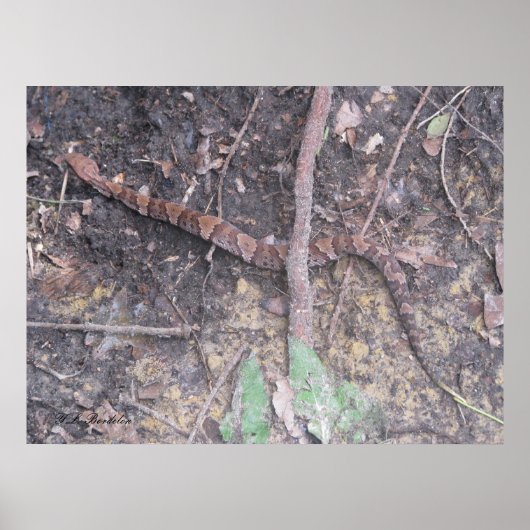 Baby Cottonmouth Moccasin Poster (Vorne)