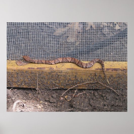 Baby Cottonmouth Snake Poster (Vorne)