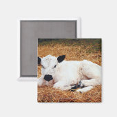 Baby Cow, Calf Magnet (Vorderseite/Rückseite)