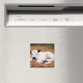 Baby Cow, Calf Magnet (In Situ (Geschirrspüler))