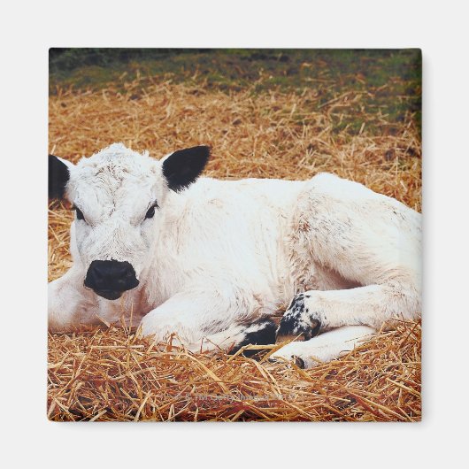 Baby Cow, Calf Magnet (Vorne)
