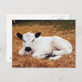Baby Cow, Calf Postkarte (Vorne/Hinten)