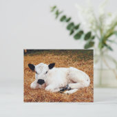 Baby Cow, Calf Postkarte (Stehend Vorderseite)
