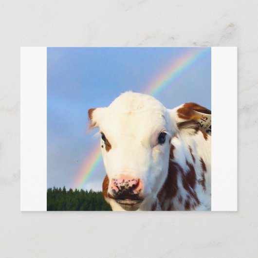 Baby Cow Postkarte (Vorderseite)