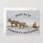 Baby Coyotes Playing Postkarte (Vorne/Hinten)