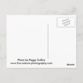 Baby Coyotes Playing Postkarte (Rückseite)