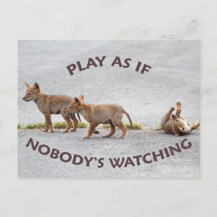 Baby Coyotes Playing Postkarte
