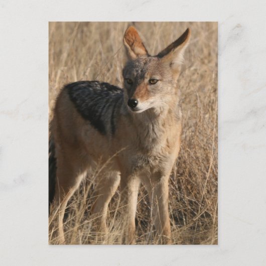 Baby Coyotes Postcard Postkarte (Vorderseite)