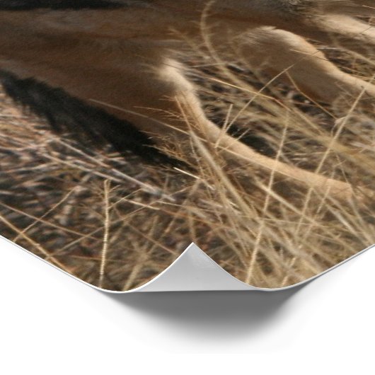 Baby Coyotes Poster Print (Ecke)