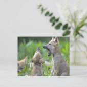 Baby Coyotes Postkarte (Stehend Vorderseite)