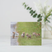 Baby Coyotes Running und Playing Postkarte (Stehend Vorderseite)