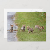 Baby Coyotes Running und Playing Postkarte (Vorne/Hinten)