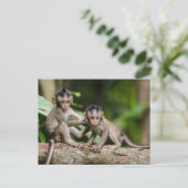 Baby Crab-Eating Macaques Playing on a Branch Postkarte (Stehend Vorderseite)