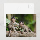 Baby Crab-Eating Macaques Playing on a Branch Postkarte (Vorne/Hinten)