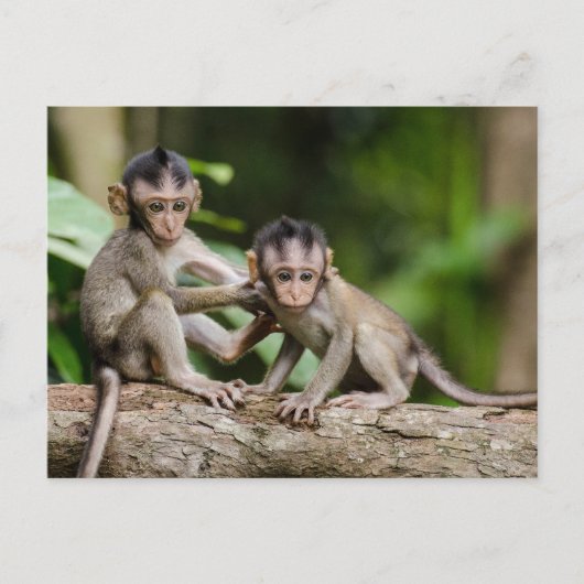 Baby Crab-Eating Macaques Playing on a Branch Postkarte (Vorderseite)