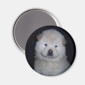 Baby Cream Chow Chow Magnet (Vorderseite/Rückseite)