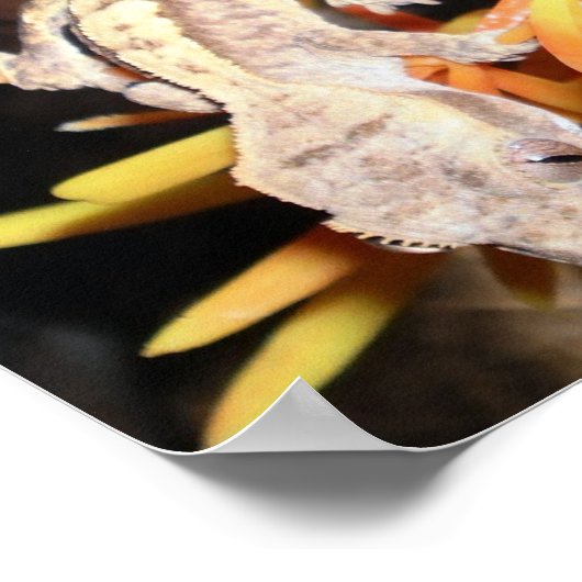 Baby Created Gecko Print/Poster Poster (Ecke)